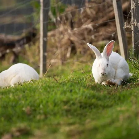Bella Vista * 阿科达卡列塔