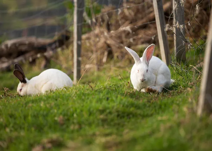 Bella Vista * アルコ・ダ・カリェタ