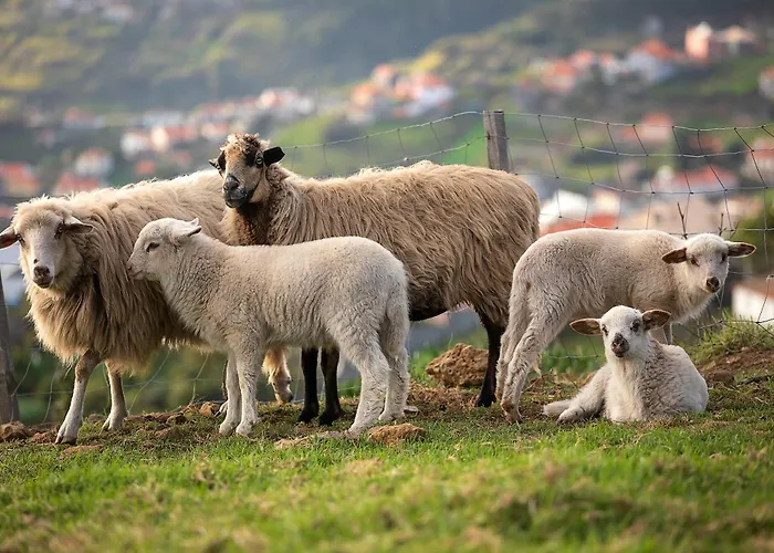 Bella Vista * アルコ・ダ・カリェタ