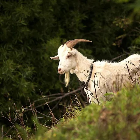 Вилла Bella Vista