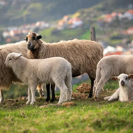 Bella Vista * Arco da Calheta (Madeira)